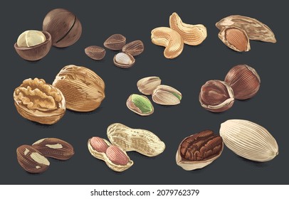 nut set collection Hand drawing sketch engraving watercolor illustration style