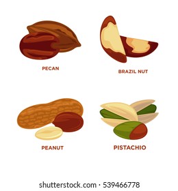 Nut set. Ripe nuts and seeds vector illustration. Various nuts. Highly detailed nut icons nutmeg, almond peanut, pestachio, cashew, brazil nut, pecan. Vector Illustration.