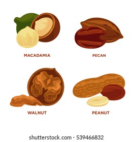 Nut set. Ripe nuts and seeds vector illustration. Various nuts. Highly detailed nut icons walnut, hazelnut, cashew, peanut, pecan. Vector Illustration.