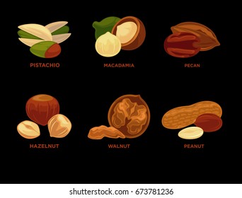 Nut set. Ripe nuts and seeds vector illustration.
