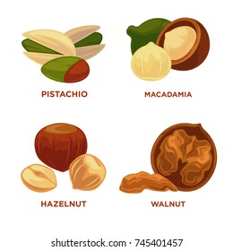 Nut set. Ripe nuts and seeds vector illustration.