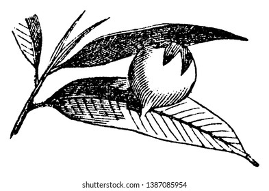 A nut shaped fruit among two leaves, vintage line drawing or engraving illustration.