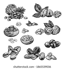 Nut sketch vector illustration. Engraving style hand drawn nuts: walnut, hazelnut, cashew, peanut, almond, pistachio, pine nuts
