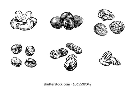 Ilustración vectorial de esbozos de tuercas.  Nueces dibujadas a mano con estilo de grabado: nogal, avellana, anacardos, cacahuete, pistacho