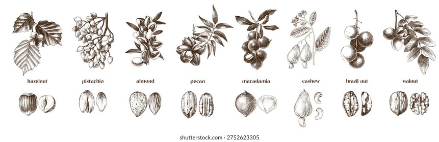 Nut trees branches and close up of nuts