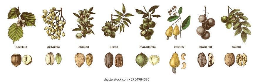 Nut trees branches and close up of nuts
