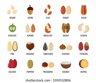 Nut types ith signed names icons set. Flat illustration of 20 nut types ith signed names vector icons for web