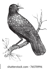 Nutcracker, Nucifraga caryocatactes or Eurasian Nutcracker or Spotted Nutcracker vintage engraving. Old engraved illustration of Nucifraga caryocatactes perched on branch.