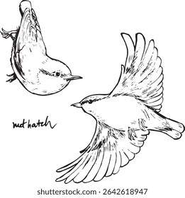 Nuthatch bird flying and sitting sketches. Bird movement black and white drawings. Nature birdwatching ink illustration. Simple textured vector drawings. Passerine woodland songbirds.