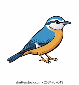 nuthatch bird isolated on white on white background..
