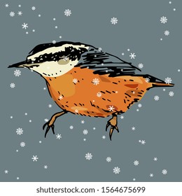 Nuthatch bird in winter under snowflakes. (Sitta europaea). Isolated vector illustration. Hand drawn colorful sketch.