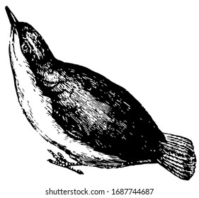 Nuthatch can climb down trees headfirst, vintage line drawing or engraving illustration.