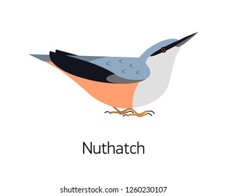 Nuthatch isolated on white background. Cute small woodland bird with bright plumage. Gorgeous adorable wild avian species living in forest. Modern vector illustration in trendy flat geometric style.