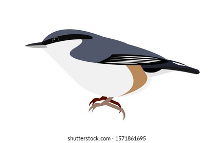 Nuthatch isolated on white background. European forest bird (lat. Sitta europaea) , vector stock illustration.