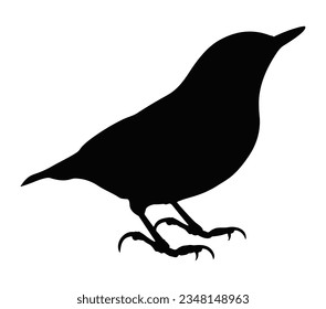 Nuthatch isolated on white background. 