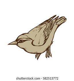Nuthatch isolated on white background. Freehand outline ink hand drawn image sketchy in art scribble retro style pen on paper. Closeup side view with space for text
