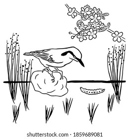 Nuthatch is looking for a caterpillar in the spring forest.  Vector sketch illustration for posters and ornithological books and magazines.