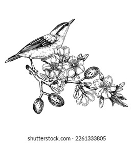 Nuthatch sitting on flowering almond branch sketch. Vector spring garden illustration. Hand drawn passerine bird singing on blooming tree with nuts, leaves and flowers in sketched style for print