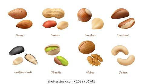 Nutlets, isolated shelled and in shell kernels set. Vector food and snack for dieting. Isolated hazelnut and peanut, cashew and sunflower seeds, almond and pistachio, brazil nut and walnut