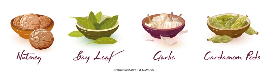 Nutmeg, bay leaves, garlic, cardamom pods. Vector spices assortment set with icons and lettering. Natural products, design elements for packing, recipes, cookbooks, market, shop labels on white.