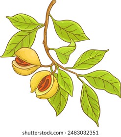 Nutmeg Branch Colored Detailed Illustration.