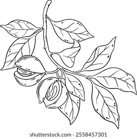 Nutmeg Branch Isolated Outline Illustration.