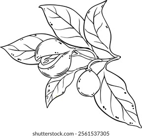 Nutmeg Branch Isolated Outline Illustration.