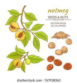 nutmeg branches vector set on white background