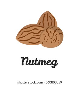 Nutmeg color flat icon for web and mobile design