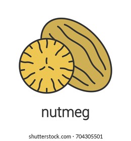 Nutmeg color icon. Isolated vector illustration
