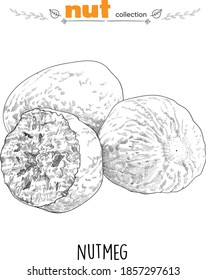 Nutmeg. Detailed line art. Freehand drawing. Vector nuts. Collection of nuts. Vector graphics