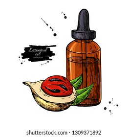 Nutmeg essential oil bottle and mace fruit. Hand drawn vector illustration. Isolated drawing for Aromatherapy, alternative medicine, beauty and spa, cosmetic ingredient. Great for label,  packaging