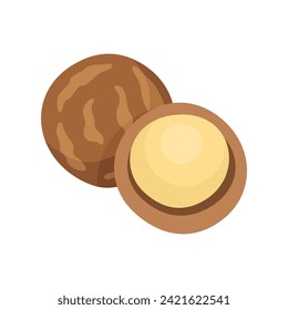 Nutmeg flat style vector illustration. Nutmeg on white background.