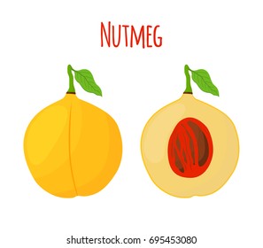 Nutmeg fruit, organic nut, healthy vegetarian food. Natural spices. Made in cartoon flat style. Vector illustration