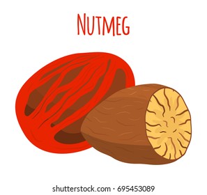 Nutmeg fruit, organic nut, healthy vegetarian food. Natural spices. Made in cartoon flat style. Vector illustration