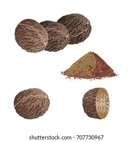 Nutmeg and ground nutmeg on white background. Vector illustration