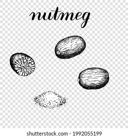 Nutmeg. Nutmeg ground. Vector illustration of spices. Black and white isolated on transparent background. Coloring book