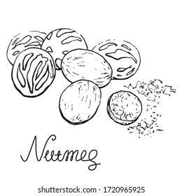 Grupo Nutmeg, esbozo lineal. Dibujado a mano. Ilustración gráfica. Elementos en blanco y negro
