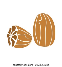 Nutmeg, hand drawn graphic element for packaging design of nuts and seeds or snack. Vector illustration in simple art style