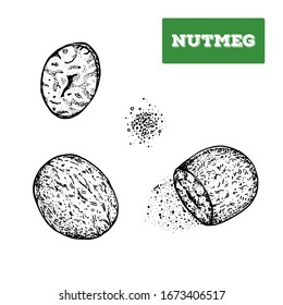 Ilustración vectorial dibujada a mano Nutmeg. Dibujo aislado de Nutmeg. Ilustración grabada. Especias nupicantes.  Blanco y negro.