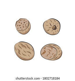 Ilustración vectorial dibujada a mano Nutmeg. Especias y condimentos aromáticos, especias y condimentos. Esbozo aislado sobre un fondo blanco.