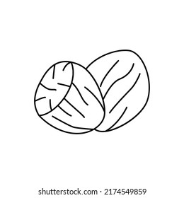 Nutmeg icon in line style icon, isolated on white background