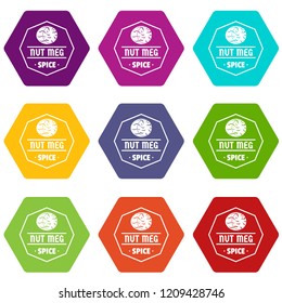 Nutmeg icons 9 set coloful isolated on white for web
