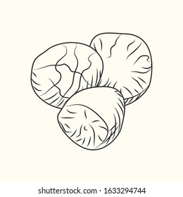 Nutmeg ink sketch isolated. Ground seasoning nut.Monochrome food ingredient. Natural organic fresh food. Vintage hand drawn engraved style. Vector illustration