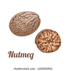 Nutmeg isolated on white background. Image for template label, packing and emblem. Vector illustration in cartoon flat style.