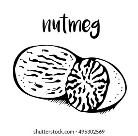 Nutmeg isolated on white background, vector illustration