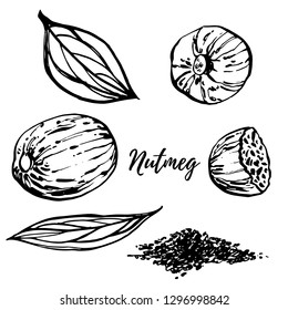 Nutmeg and leaves vector hand drawn illustration. Ink sketch of nuts. Hand drawn vector illustration. Isolated on white background.