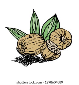 Nutmeg and leaves vector hand drawn illustration. Ink sketch of nuts. Hand drawn vector illustration. Isolated on white background.