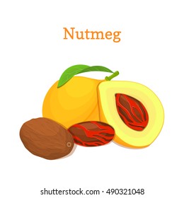 Nutmeg with leaves. Vector illustration of a handful of nutmeg spice nut isolated on white background it can be used as packaging design element, printing brochures on healthy and vegetarian diet