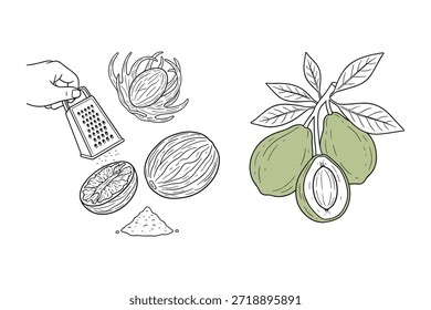 Conjunto de dibujo de maza y fruta de nuez moscada. Ilustración vectorial de estilo Doodle para su diseño en Ilustración vectorial de fondo transparente